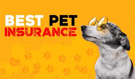 best pet insurance available